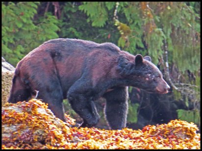 Bottleneck2015-12-IMG_8825-1_edited-1