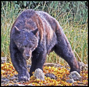 Bottleneck2015-21-IMG_8832-1_edited-1