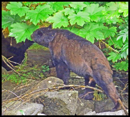 Bottleneck2015-29-IMG_8877-1_edited-1