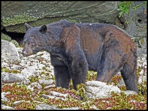 Bottleneck2015-34-IMG_8923-1_edited-1