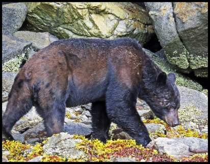 Bottleneck2015-36-IMG_8930-1_edited-1