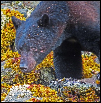 Bottleneck2015-39-IMG_8939-1_edited-1