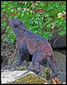 Bottleneck2015-41-IMG_8946-1_edited-1