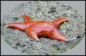 Bottleneck2015-448-_edited-1