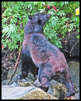 Bottleneck2015-45-IMG_8948-1_edited-1