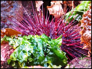 Bottleneck2015-660-IMG_9203_edited-2