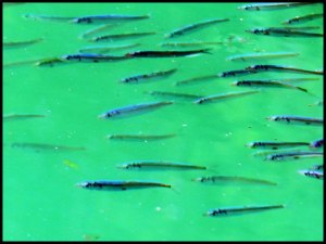 Bottleneck2015-674-IMG_9243_edited-1