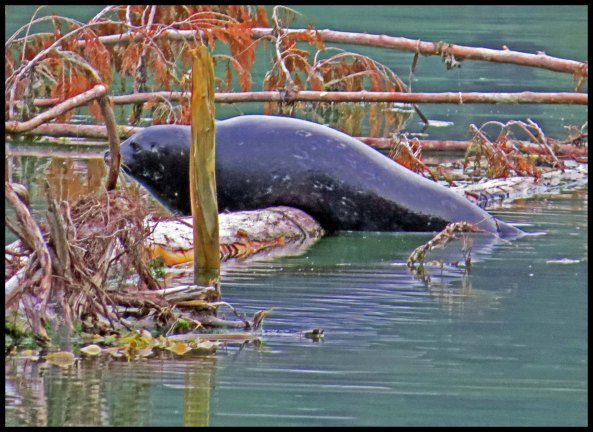 Bottleneck2015-720-IMG_9245_edited-1