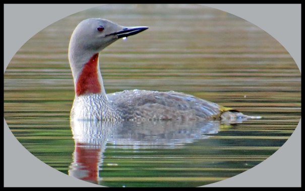 Bottleneck2015-731_edited-1