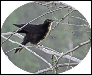 Crow5Kakush_edited-1