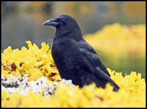 CrowKakush2015 06 26_1992 copy_edited-1