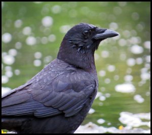 CrowKakush2015 06 26_1999_edited-2