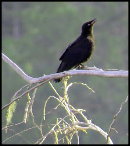 CrowKakush2015 06 27_2065 copy_edited-1