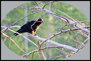 CrowKakushUntitled-1