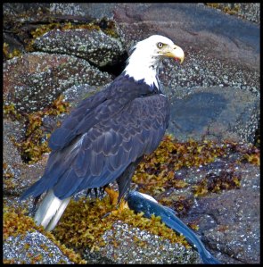 Discovery37_2015 07 01_2537 copy