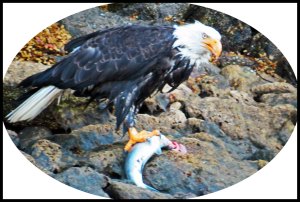 DiscoveryEagle12_edited-1