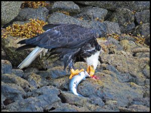 DiscoveryEagle152015 07 01_2515 copy