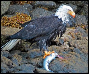 DiscoveryEagle162015 07 01_2519 copy