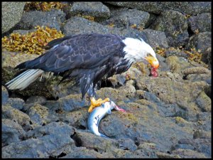 DiscoveryEagle182015 07 01_2518 copy