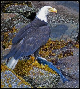 DiscoveryEagle36_2015 07 01_2536 copy