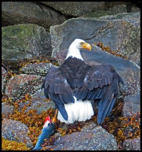 DiscoveryEagle53_2015 07 01_2553 copy