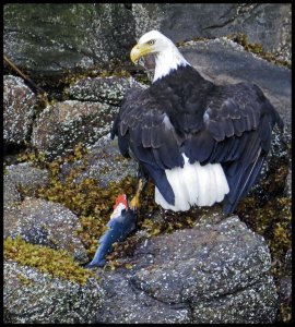 DiscoveryEagle55_2015 07 01_2555 copy_edited-1