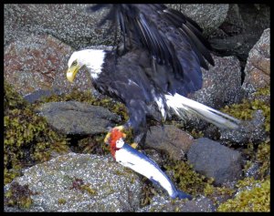 DiscoveryEagle64_2015 07 01_2564 copy