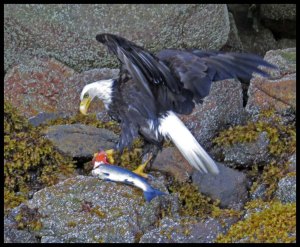 DiscoveryEagle65_2015 07 01_2565 copy