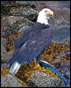 DiscoveryEagle_2015 07 01_2539 copy