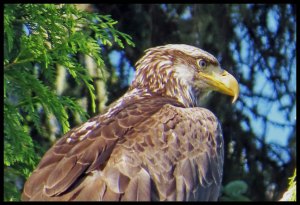 EagleKakush_edited-1