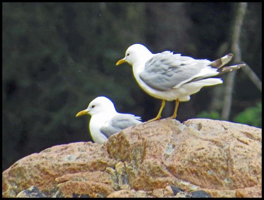 Klewnuggit2015-524a-IMG_0683_edited-1