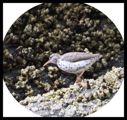 Klewnuggit2015-555_edited-1