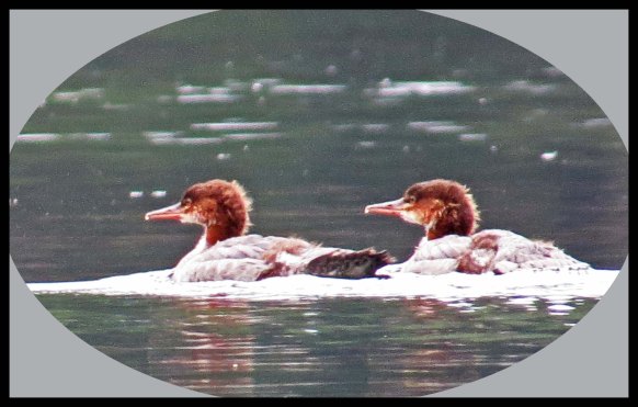 Klewnuggit2015-603-IMG_0706_edited-1