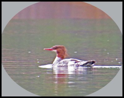 Klewnuggit2015-604-IMG_0706_edited-1