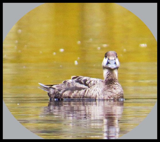 Klewnuggit2015-625-IMG_0763_edited-1