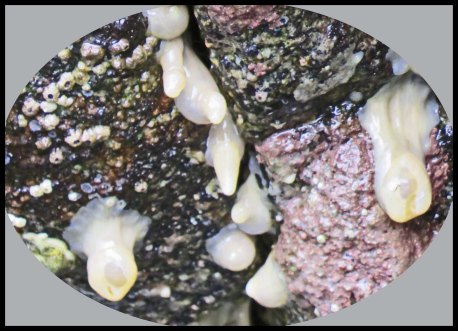 Klewnuggit2015-701-IMG_0800_edited-1