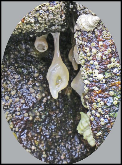 Klewnuggit2015-707-IMG_0798_edited-1