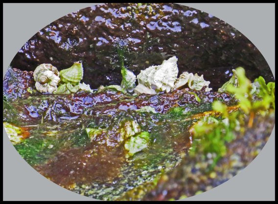 Klewnuggit2015-713-IMG_0805_edited-1