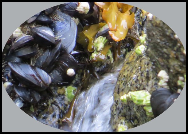 Klewnuggit2015-729a-IMG_0827_edited-2