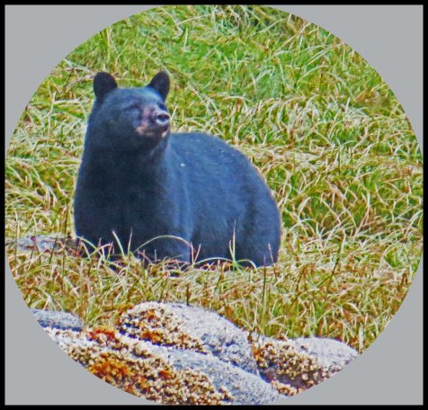 Klewnuggit2015-809-IMG_0901_edited-1