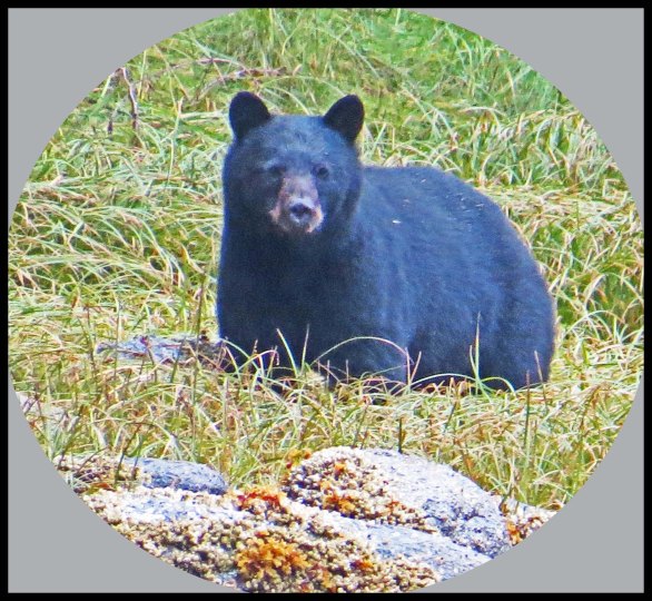 Klewnuggit2015-810-IMG_0901_edited-1