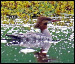 MerganserKakush2015 06 26_1989_edited-2