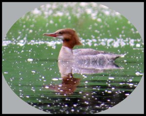 MerganserKakush7_edited-1