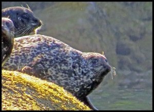 Nash13_2015 07 04_2872_edited-1