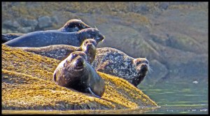 Nash14_2015 07 04_2865_edited-1