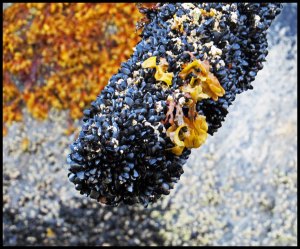 Nash2_2015 07 04_2821_edited-1