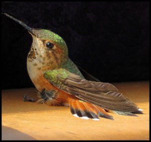 NashHummer2015 07 06_3593_edited-2