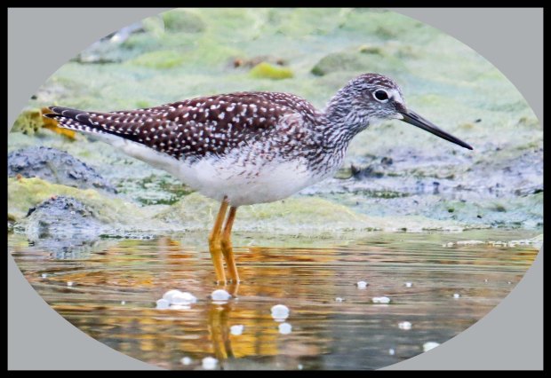 PrceInlet2015-57a_edited-1