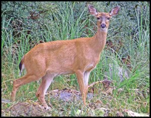 PriceInlet2015-206-IMG_8459_edited-1