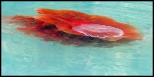 PriceInlet2015-27-IMG_8260_edited-1